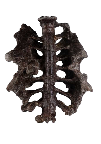 Gargantuavis